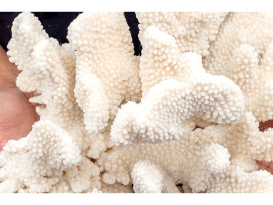 Fabulous Large Coral Specimen