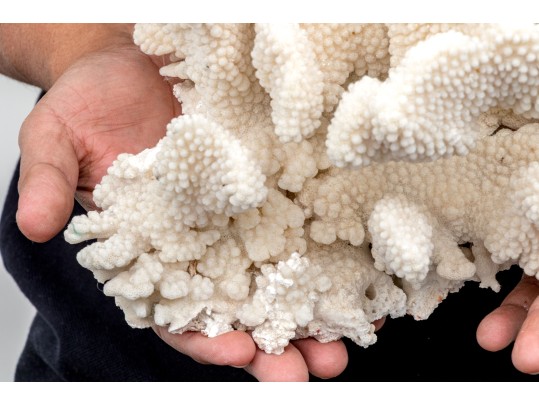 Fabulous Large Coral Specimen