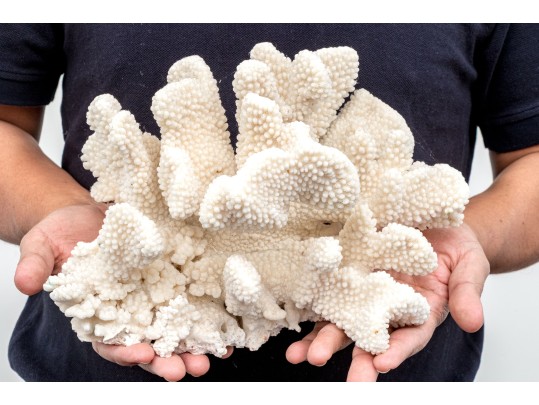 Fabulous Large Coral Specimen