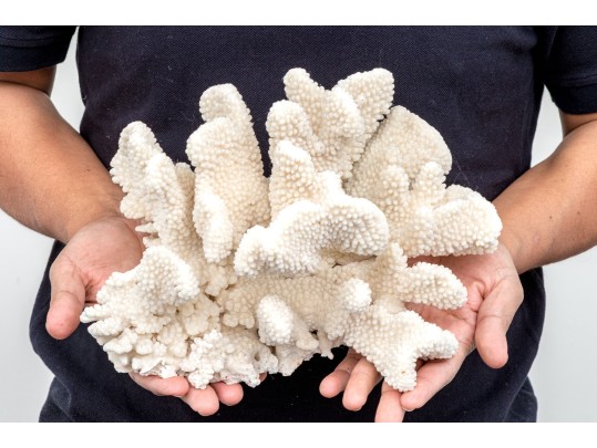 Fabulous Large Coral Specimen