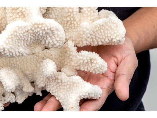 Fabulous Large Coral Specimen