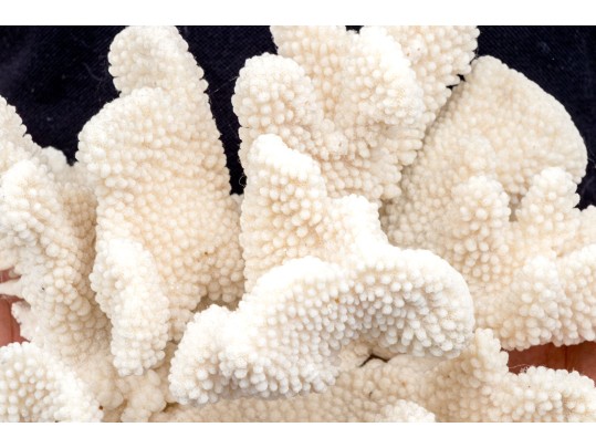 Fabulous Large Coral Specimen