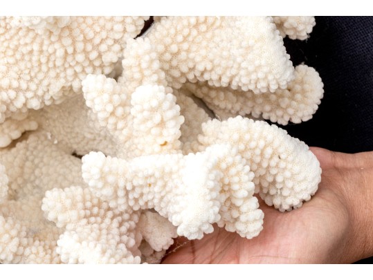 Fabulous Large Coral Specimen
