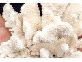 Fabulous Large Coral Specimen