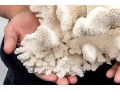 Fabulous Large Coral Specimen