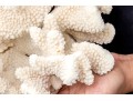 Fabulous Large Coral Specimen
