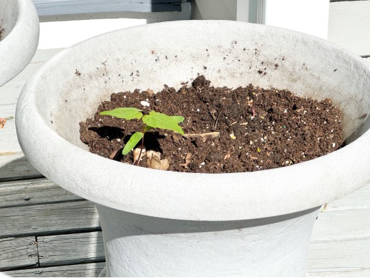 Pair Of Neoclassical Style Resin Garden Urns