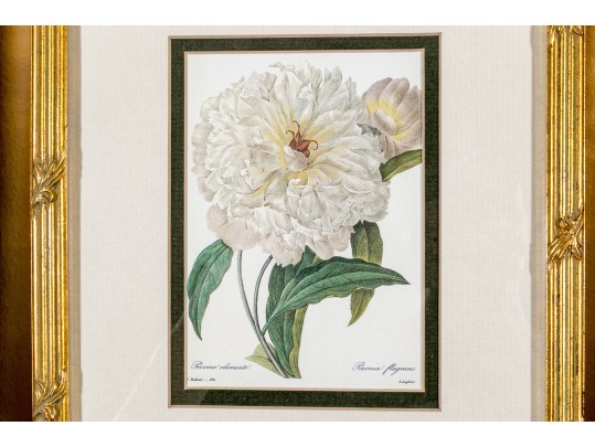 Set Of Four Hand-Colored Botanical Prints