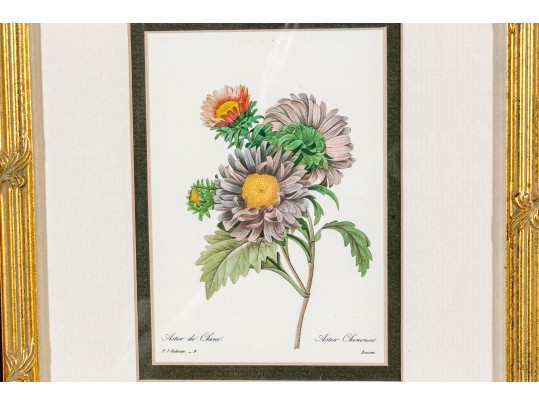 Set Of Four Hand-Colored Botanical Prints