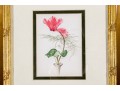 Set Of Four Hand-Colored Botanical Prints