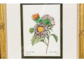 Set Of Four Hand-Colored Botanical Prints