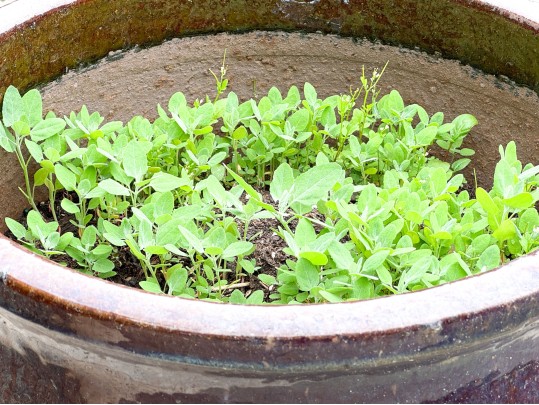 Pair Of Glazed Ceramic Planters