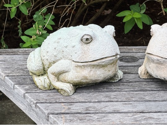 Pair Of Painted Garden Toads