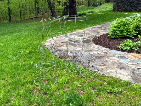 Lot Of Nine Tomato Staked Cages