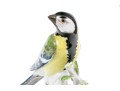 German, Meissen Hand-Painted Porcelain Perched Blue Titmouse Bird