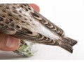 German, Meissen Hand-Painted Porcelain Perched Lark On Rockery
