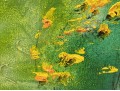 Signed Blanding Large Acrylic On Canvas, Abstract Yellow Flowers
