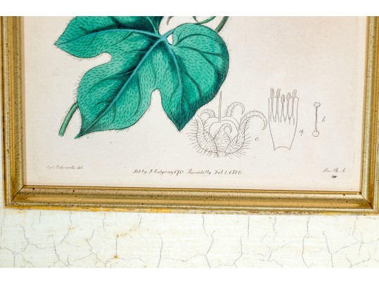Two Antique Hand-Colored Botanical Engravings, The Botanical Register Of Sydenham Edwards