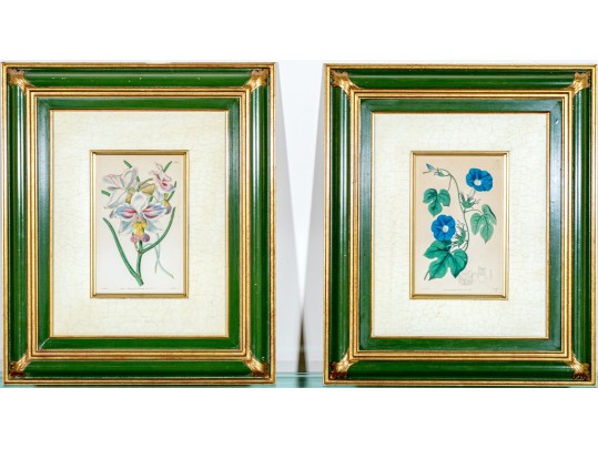Two Antique Hand-Colored Botanical Engravings, The Botanical Register Of Sydenham Edwards