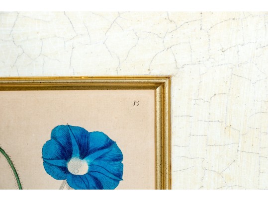 Two Antique Hand-Colored Botanical Engravings, The Botanical Register Of Sydenham Edwards