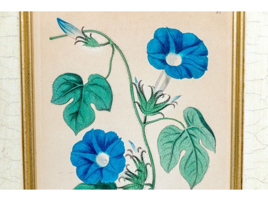 Two Antique Hand-Colored Botanical Engravings, The Botanical Register Of Sydenham Edwards