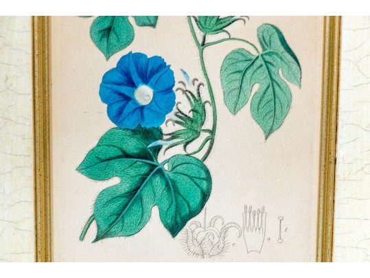 Two Antique Hand-Colored Botanical Engravings, The Botanical Register Of Sydenham Edwards