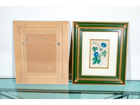 Two Antique Hand-Colored Botanical Engravings, The Botanical Register Of Sydenham Edwards