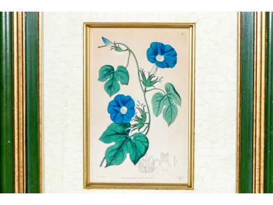 Two Antique Hand-Colored Botanical Engravings, The Botanical Register Of Sydenham Edwards