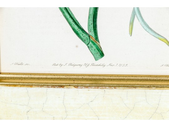 Two Antique Hand-Colored Botanical Engravings, The Botanical Register Of Sydenham Edwards