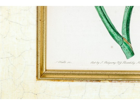 Two Antique Hand-Colored Botanical Engravings, The Botanical Register Of Sydenham Edwards