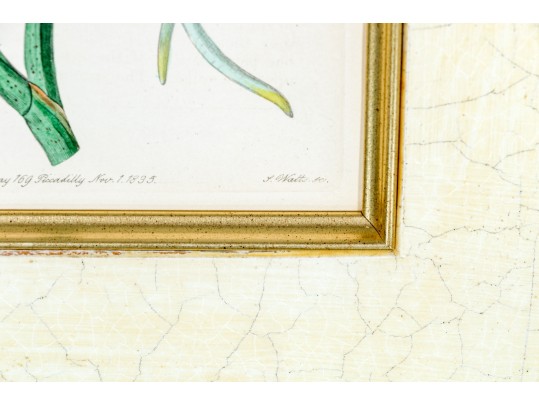 Two Antique Hand-Colored Botanical Engravings, The Botanical Register Of Sydenham Edwards