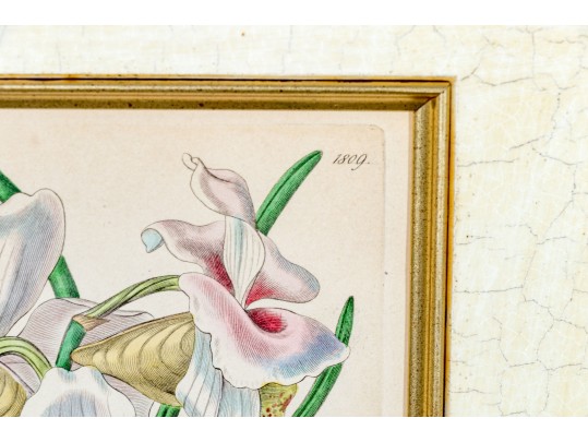 Two Antique Hand-Colored Botanical Engravings, The Botanical Register Of Sydenham Edwards