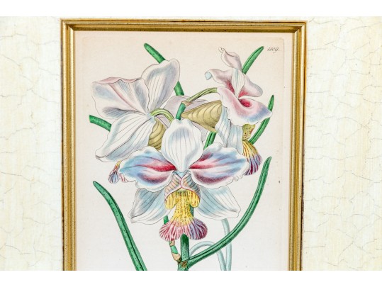 Two Antique Hand-Colored Botanical Engravings, The Botanical Register Of Sydenham Edwards