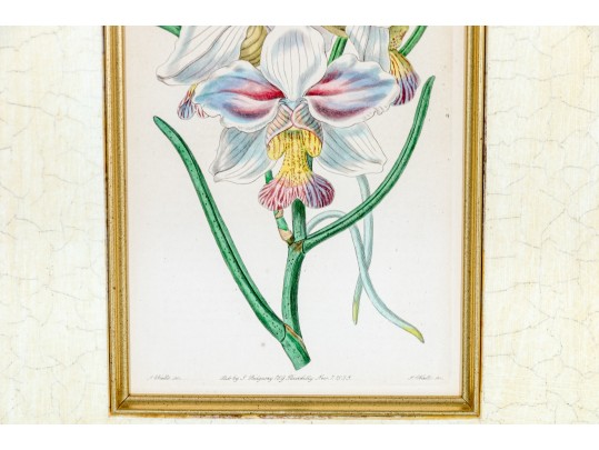 Two Antique Hand-Colored Botanical Engravings, The Botanical Register Of Sydenham Edwards