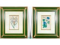Two Antique Hand-Colored Botanical Engravings, The Botanical Register Of Sydenham Edwards
