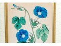 Two Antique Hand-Colored Botanical Engravings, The Botanical Register Of Sydenham Edwards