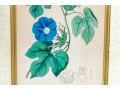 Two Antique Hand-Colored Botanical Engravings, The Botanical Register Of Sydenham Edwards
