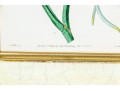 Two Antique Hand-Colored Botanical Engravings, The Botanical Register Of Sydenham Edwards