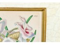 Two Antique Hand-Colored Botanical Engravings, The Botanical Register Of Sydenham Edwards