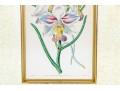 Two Antique Hand-Colored Botanical Engravings, The Botanical Register Of Sydenham Edwards