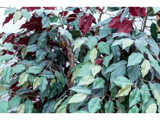 Faux Ficus Tree In Resin Planter