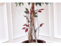 Faux Ficus Tree In Resin Planter