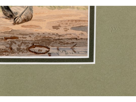 Print Of English Setter