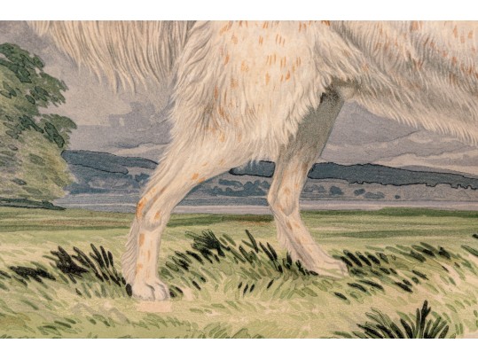 Print Of English Setter