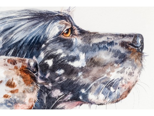 Signed Watercolor On Paper, Two English Setter Busts
