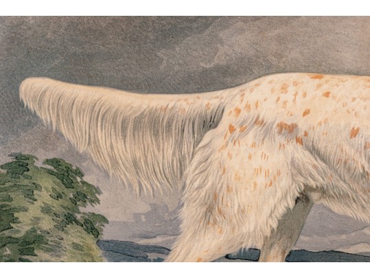 Print Of English Setter