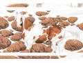 Bev Doolittle Ltd Ed. Print Horses