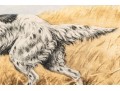 Paul Wood Print Of An English Setter