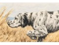 Paul Wood Print Of An English Setter