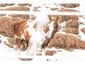 Bev Doolittle Ltd Ed. Print Horses